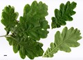 SpeciesSub: subsp. brutia SpeciesSub: subsp. brutia